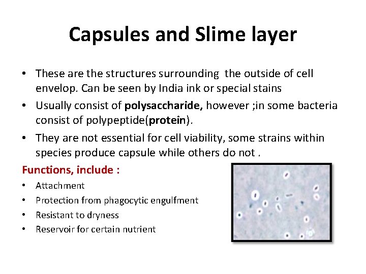 Capsules and Slime layer • These are the structures surrounding the outside of cell