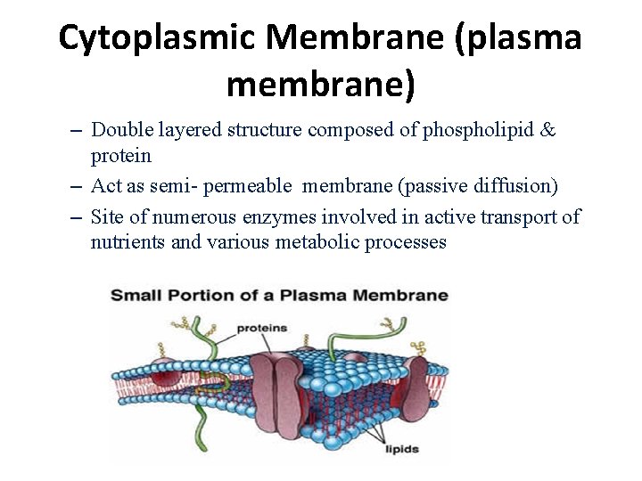 Cytoplasmic Membrane (plasma membrane) – Double layered structure composed of phospholipid & protein –