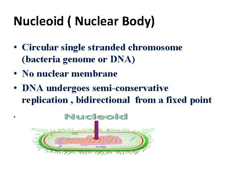 Nucleoid ( Nuclear Body) • Circular single stranded chromosome (bacteria genome or DNA) •