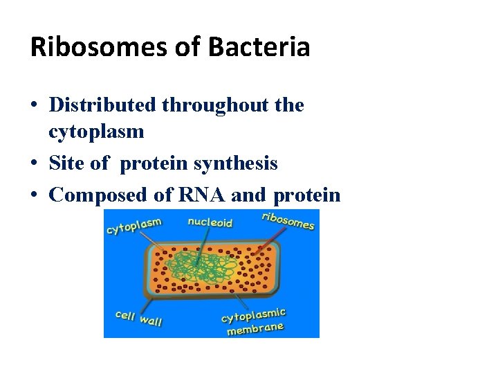 Ribosomes of Bacteria • Distributed throughout the cytoplasm • Site of protein synthesis •