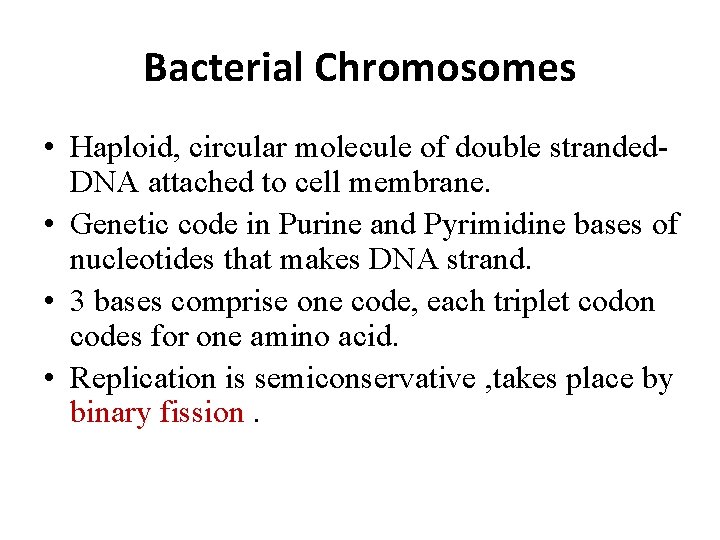 Bacterial Chromosomes • Haploid, circular molecule of double stranded. DNA attached to cell membrane.