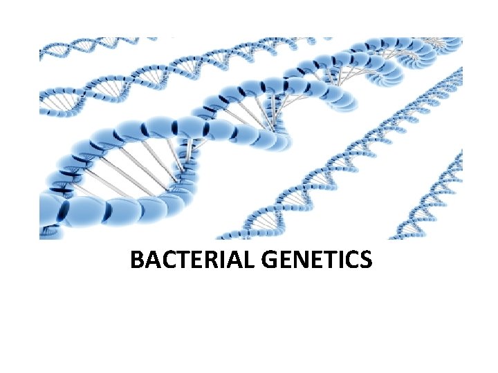 BACTERIAL GENETICS 