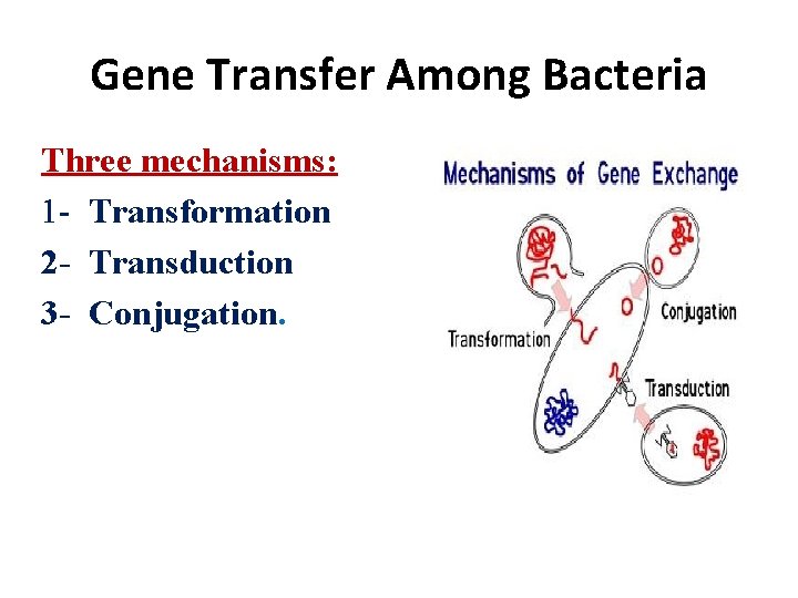 Gene Transfer Among Bacteria Three mechanisms: 1 - Transformation 2 - Transduction 3 -