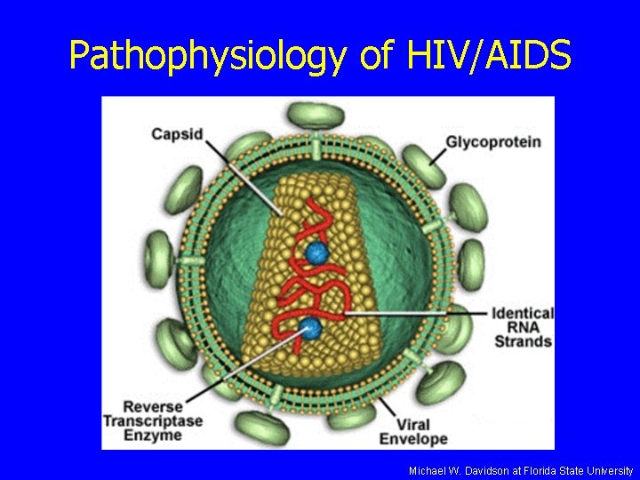 Pathophysiology of HIV/AIDS Michael W. Davidson at Florida State University 