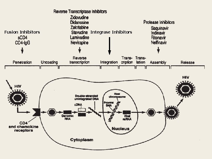 Pathophysiology of HIV/AIDS Fusion Inhibitors http: //bayloraids. org/curriculum/ Integrase Inhibitors 