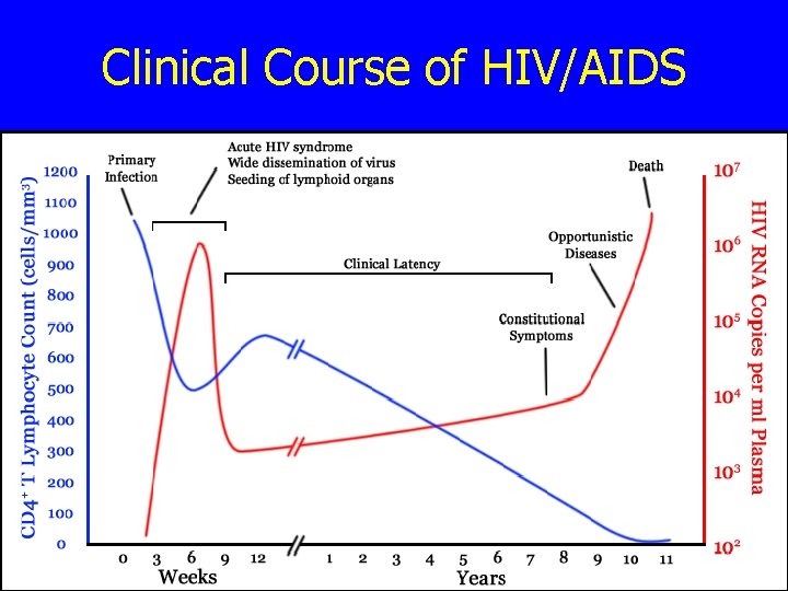 Clinical Course of HIV/AIDS 