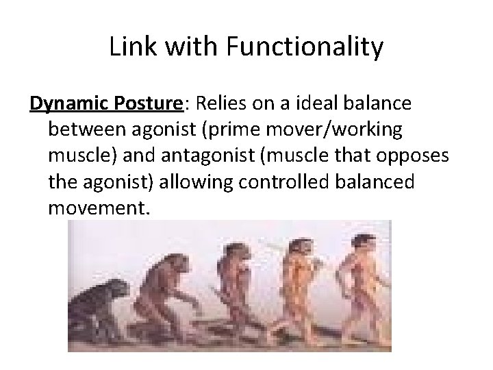Link with Functionality Dynamic Posture: Relies on a ideal balance between agonist (prime mover/working