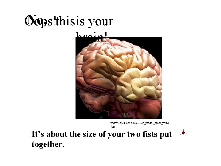 No, Oops!thisis your brain! www. 3 dscience. com/. . . /3 D_model_brain_web 1. jpg
