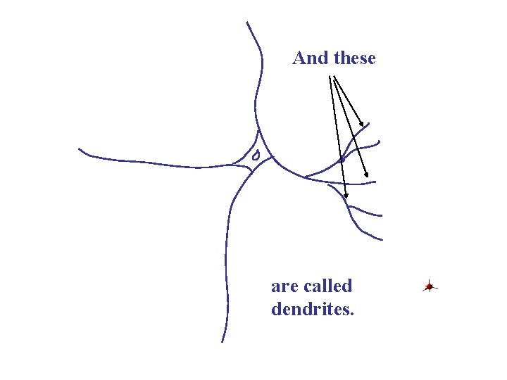 And these are called dendrites. 