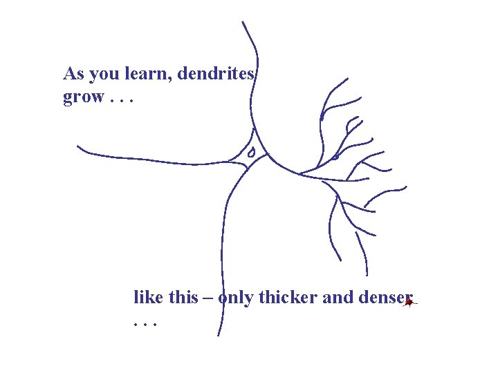 As you learn, dendrites grow. . . like this – only thicker and denser.