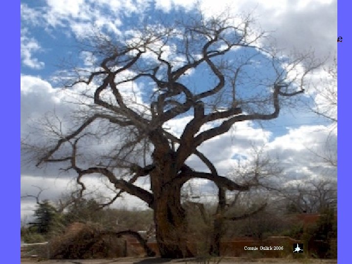 Have you noticed how much dendrites look like tree branches? Connie. Gulick 2006 