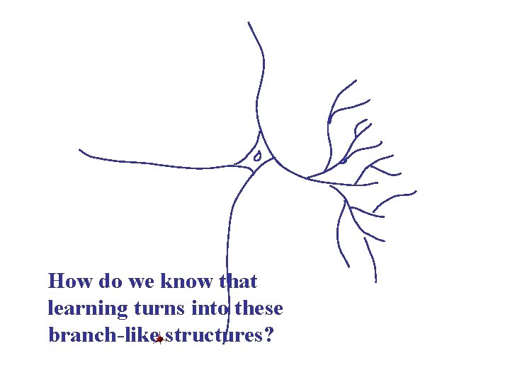 How do we know that learning turns into these branch-like structures? 