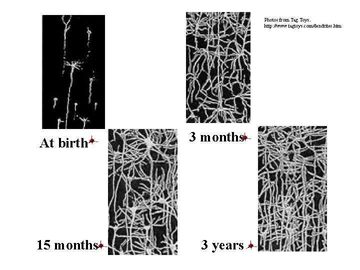 Photos from Tag Toys. http: //www. tagtoys. com/dendrites. htm At birth 15 months 3