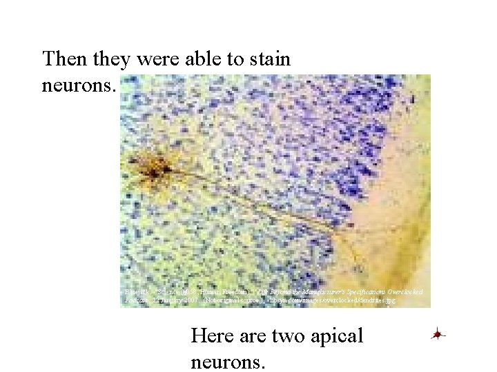 Then they were able to stain neurons. Bluejack. "Science (#058, Human Freedom). " Life