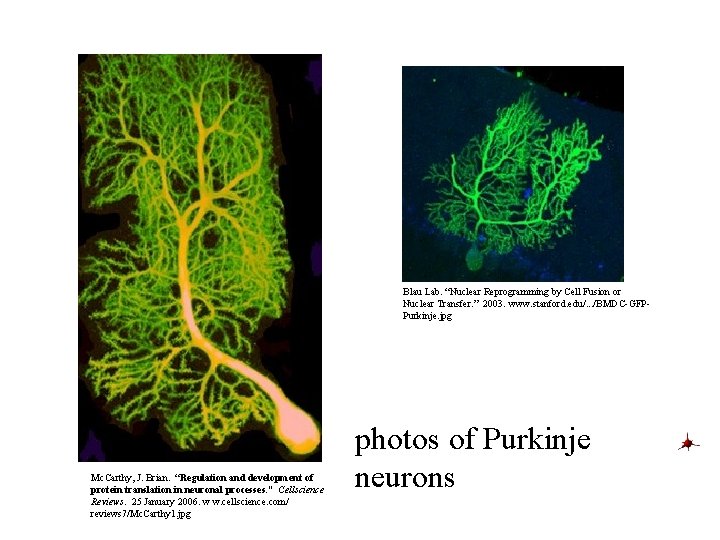 Blau Lab. “Nuclear Reprogramming by Cell Fusion or Nuclear Transfer. ” 2003. www. stanford.