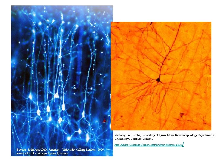 Some apical neurons from a squirrel. Another apical neuron from a human brain. Photo