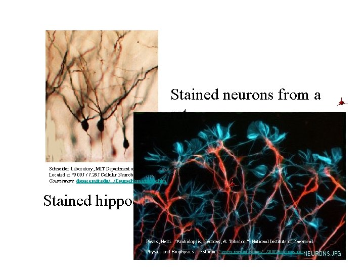 Stained neurons from a rat. Schneider Laboratory, MIT Department of Brain and Cognitive Sciences.