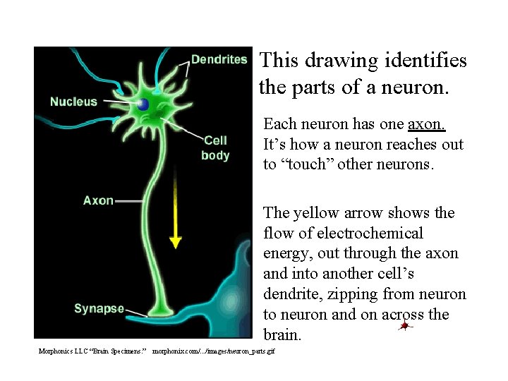 This drawing identifies the parts of a neuron. Each neuron has one axon. It’s