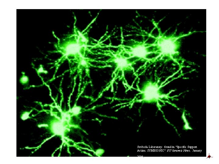 Svoboda Laboratory. found in "Specific Support Action: SYMBIONIC" EU Genomic News. January 2006. 