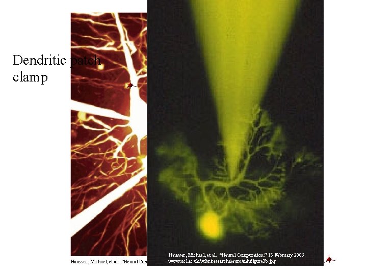 Dendritic patch clamp Hausser, Michael, et al. “Neural Computation. ” 13 February 2006. Hausser,
