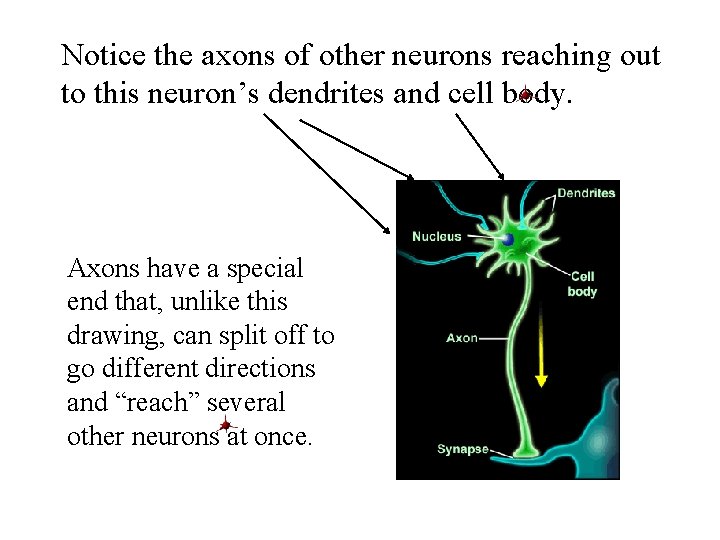 Notice the axons of other neurons reaching out to this neuron’s dendrites and cell