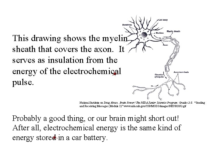 This drawing shows the myelin sheath that covers the axon. It serves as insulation