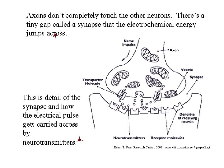 Axons don’t completely touch the other neurons. There’s a tiny gap called a synapse