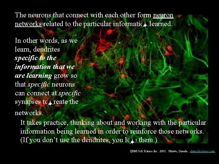 The neurons that connect with each other form neuron networks related to the particular
