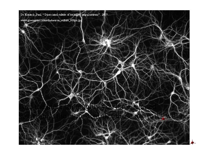 De Koninck, Paul. “ Dissociated culture of rat hippocampal neurons”. 2007. www. greenspine. ca/media/neuron_culture_800