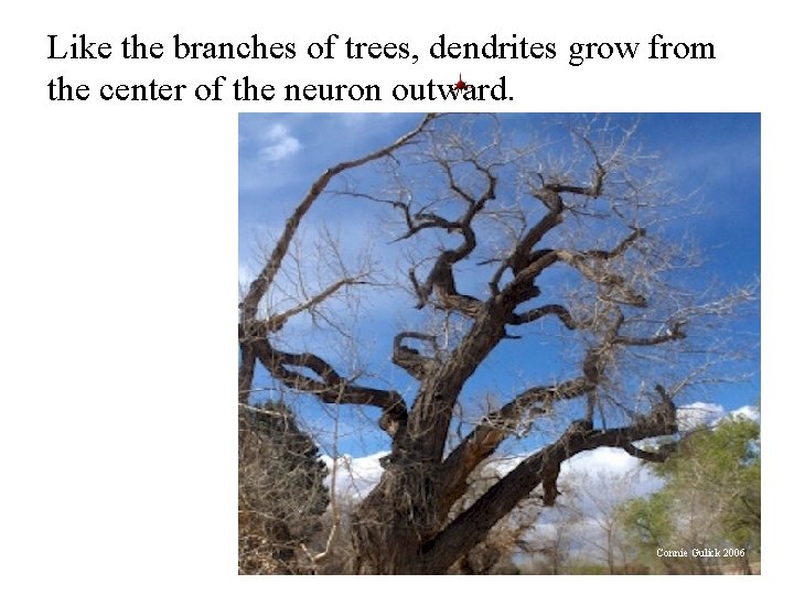 Like the branches of trees, dendrites grow from the center of the neuron outward.