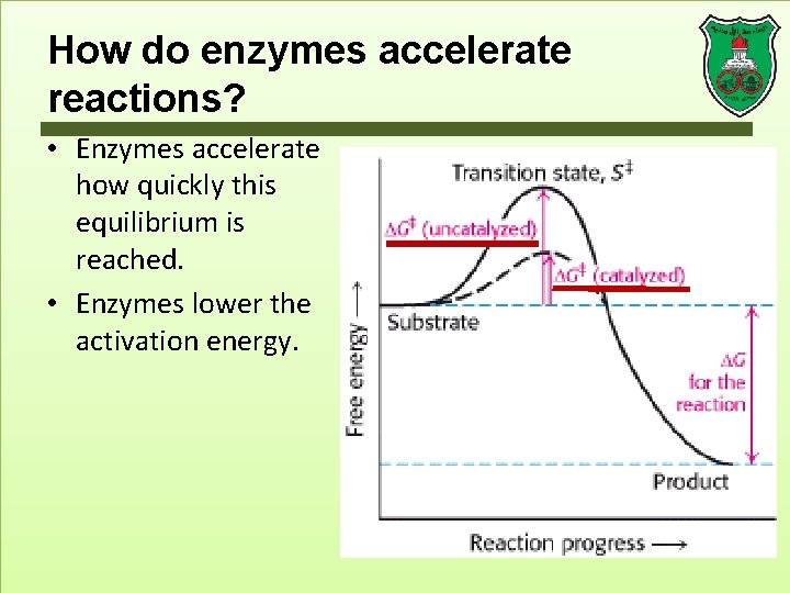 How do enzymes accelerate reactions? • Enzymes accelerate how quickly this equilibrium is reached.