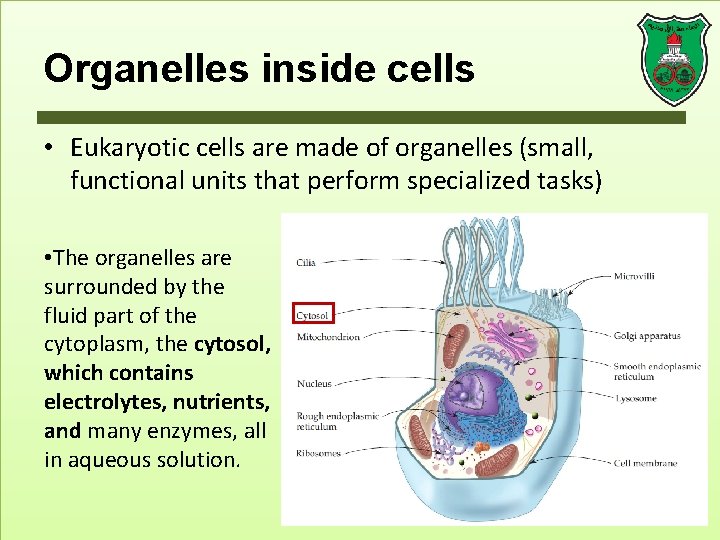 Organelles inside cells • Eukaryotic cells are made of organelles (small, functional units that