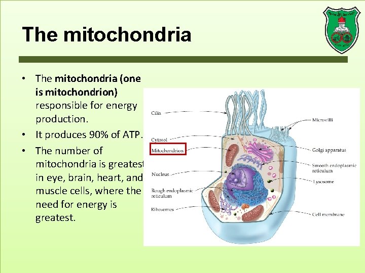 The mitochondria • The mitochondria (one is mitochondrion) responsible for energy production. • It