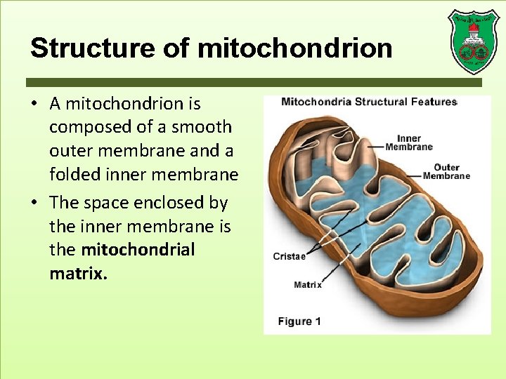 Structure of mitochondrion • A mitochondrion is composed of a smooth outer membrane and