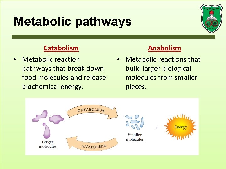 Metabolic pathways Catabolism • Metabolic reaction pathways that break down food molecules and release