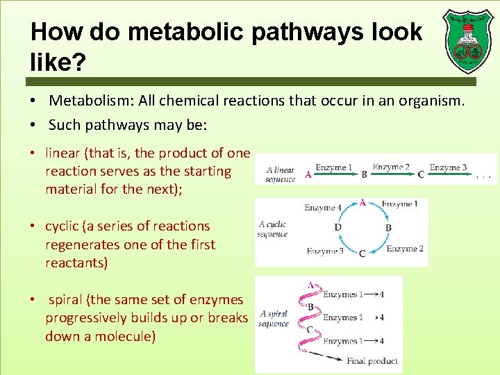 How do metabolic pathways look like? • Metabolism: All chemical reactions that occur in