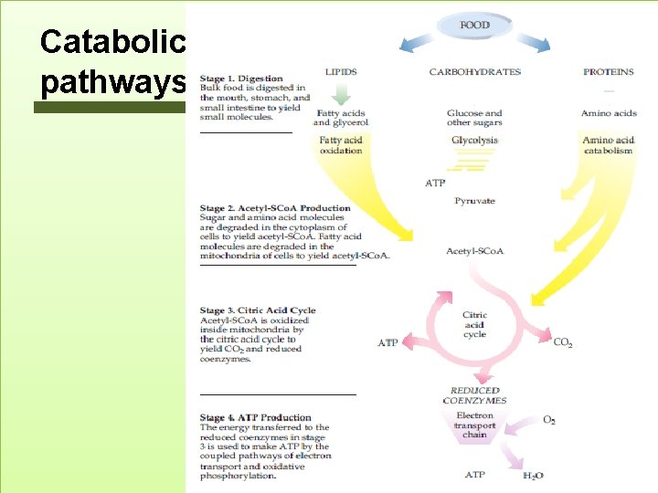 Catabolic pathways 