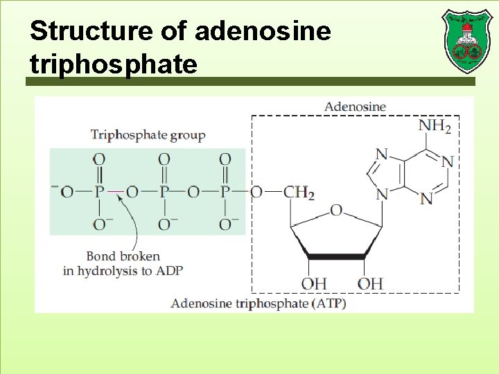 Structure of adenosine triphosphate 
