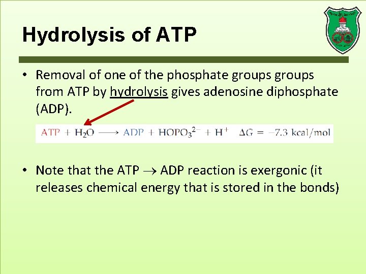 Hydrolysis of ATP • Removal of one of the phosphate groups from ATP by