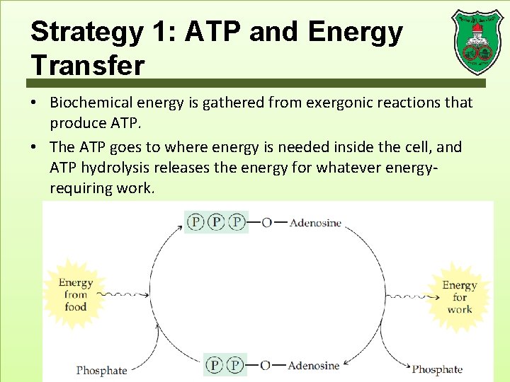 Strategy 1: ATP and Energy Transfer • Biochemical energy is gathered from exergonic reactions