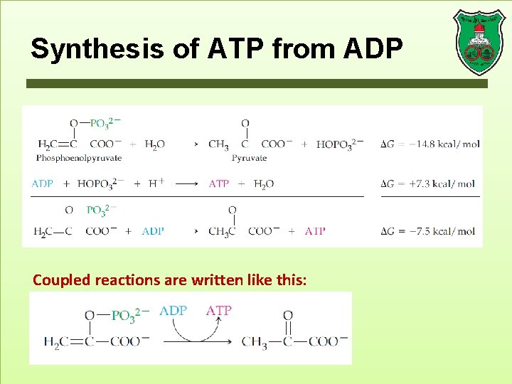 Synthesis of ATP from ADP Coupled reactions are written like this: 