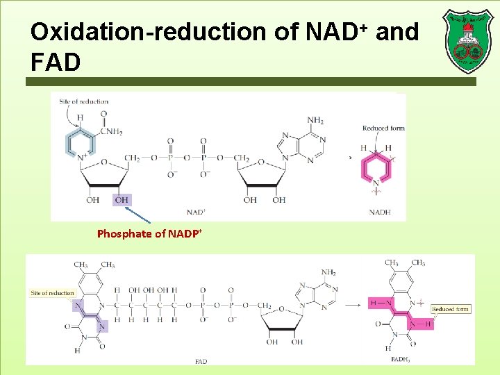 Oxidation-reduction of NAD+ and FAD Phosphate of NADP+ 