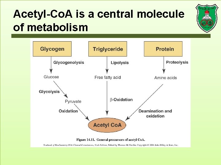 Acetyl-Co. A is a central molecule of metabolism 