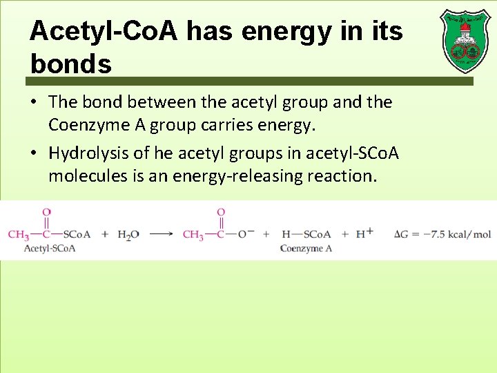 Acetyl-Co. A has energy in its bonds • The bond between the acetyl group