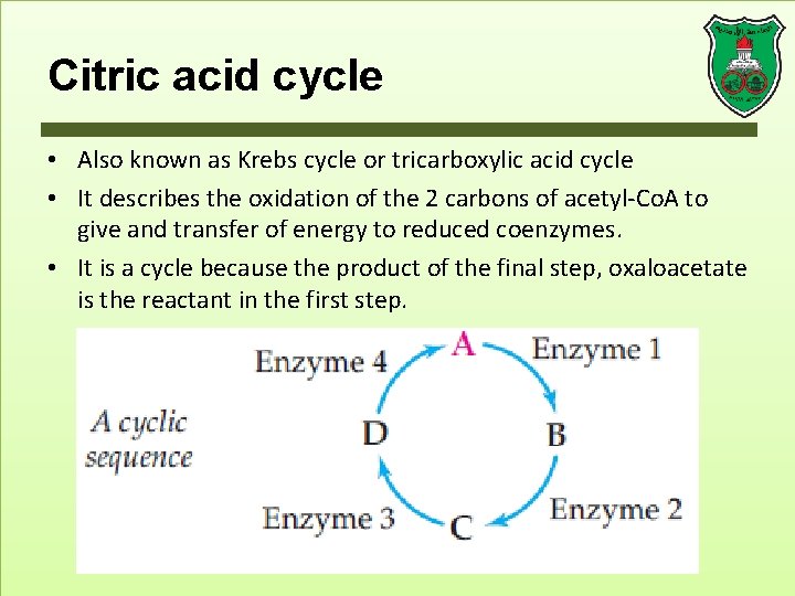 Citric acid cycle • Also known as Krebs cycle or tricarboxylic acid cycle •