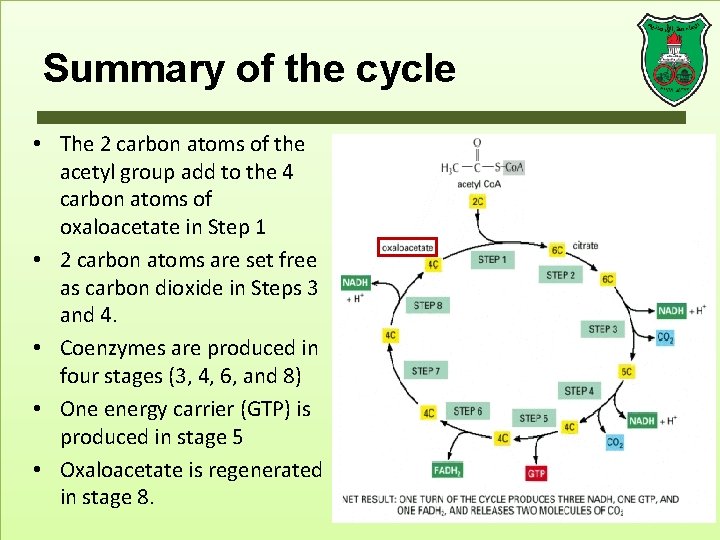 Summary of the cycle • The 2 carbon atoms of the acetyl group add