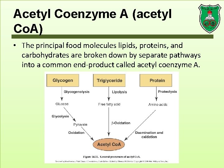 Acetyl Coenzyme A (acetyl Co. A) • The principal food molecules lipids, proteins, and