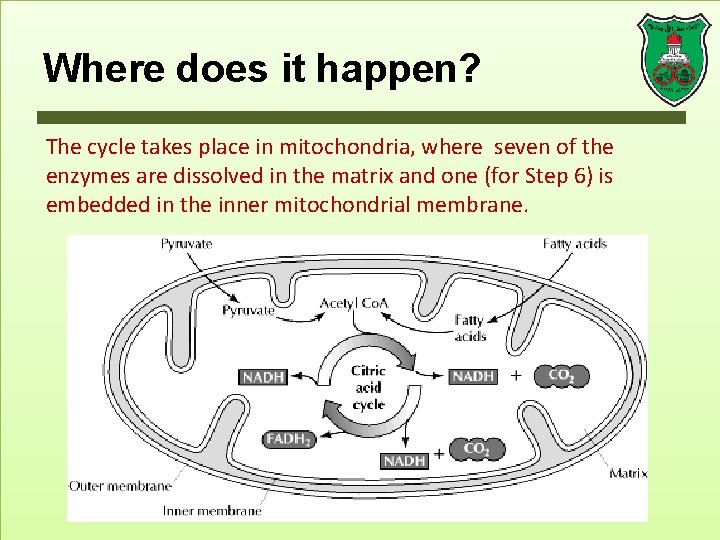 Where does it happen? The cycle takes place in mitochondria, where seven of the