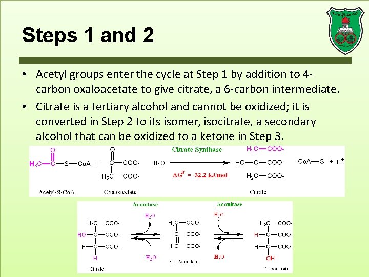 Steps 1 and 2 • Acetyl groups enter the cycle at Step 1 by