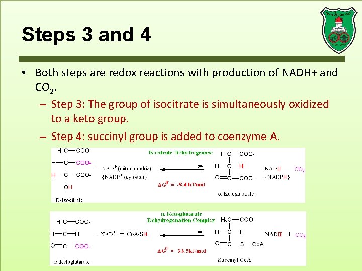 Steps 3 and 4 • Both steps are redox reactions with production of NADH+